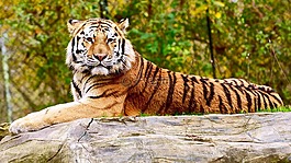 虎,休息,野生動物