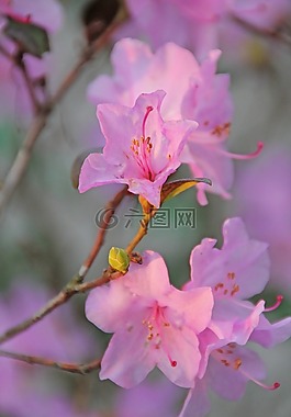 鮮花,紫,性質(zhì)