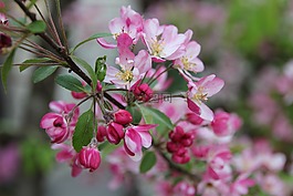 开花,粉红色,紫