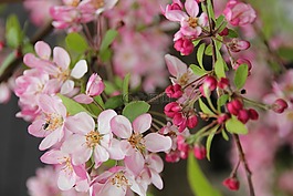 开花,粉红色,紫