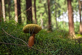 蘑菇,森林,牛肝菌