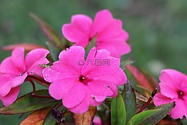 花,粉色,花園