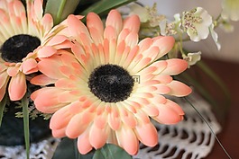 鮮花,花園,花