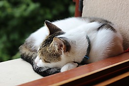 貓,小貓,貓科動物
