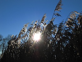湖,太陽,蘆葦
