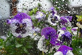 紫羅蘭色,雨,窗口
