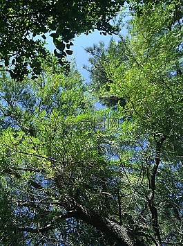 樹,有機(jī),農(nóng)業(yè)