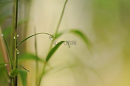 竹,滴,雨滴