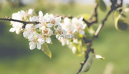 梨花,盛開,梨