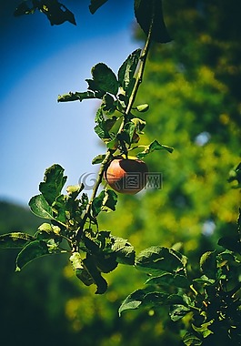 蘋果,樹,花園