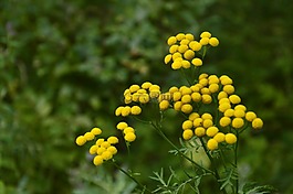 花,植物,花園