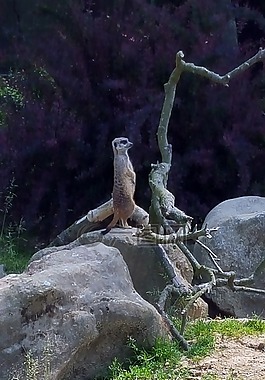獴,科隆動物園,存儲模塊