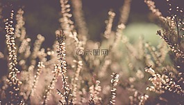 廠,盛開,春天