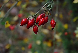 雨,玫瑰,紅色