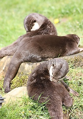 獺,wirldpark,動物