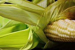 玉米,年輕,蔬菜