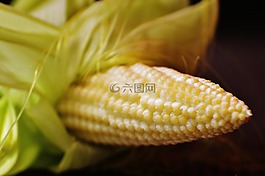 玉米,年輕,蔬菜