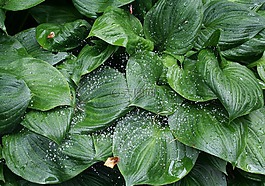 水,滴,植物