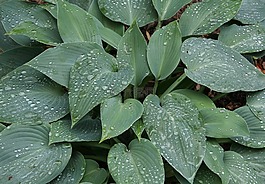 雨,滴,葉子
