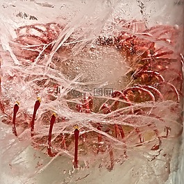 凍結(jié),鮮花,藝術(shù)