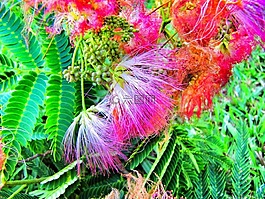 含羞草,樹(shù),盛開(kāi)