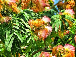 含羞草,樹(shù),樹(shù)干