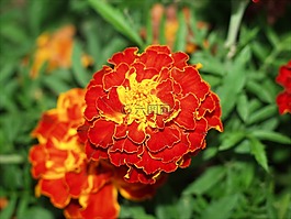 萬壽菊,花,植物