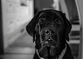 狗,肖像,犬