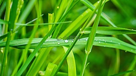 草,葉片草,性質