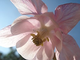 開花,陽光,花園