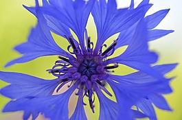 矢车菊,开花,蓝紫色