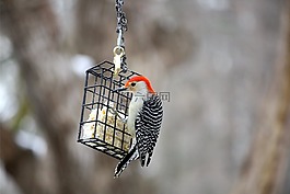 鳥,野生動物,自然