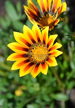 開(kāi)花,花,黃色