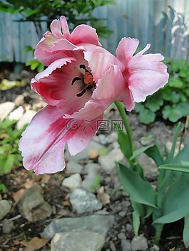 郁金香,花,春
