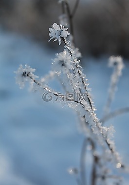 弗羅斯特,冬天,雪