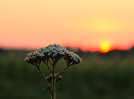 日落,鮮花,夏季