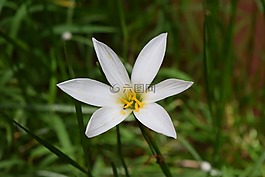 zephyrlily,花,側(cè)
