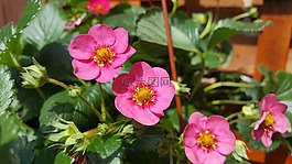 草莓,花,草莓吊灯