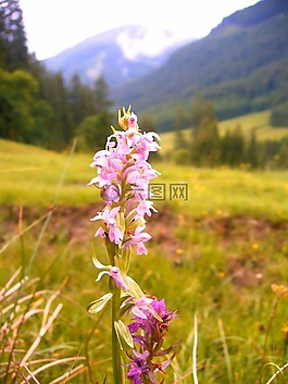 蘭花,高山,遠足