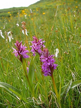 kuckucksblume 组,兰花,爬山