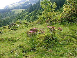 杜鵑花,高山之行,自然保護區