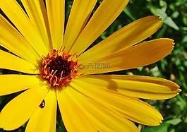 花,甲蟲，昆蟲,自然