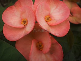 大戟屬,粉紅色,大戟科