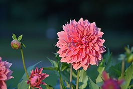 嬌琴紗,花,開花