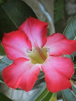 沙漠,粉紅色,粉紅色的花