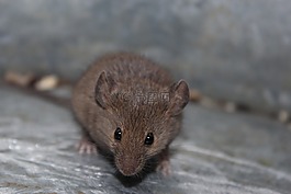 鼠標(biāo),自然,可愛
