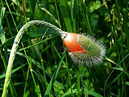 罌粟,花蕾,夏季