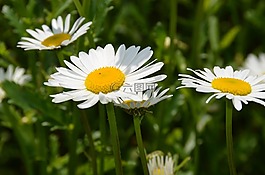 花,開花,草地
