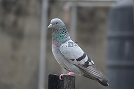 鴿子,鳥(niǎo),鴿利維亞