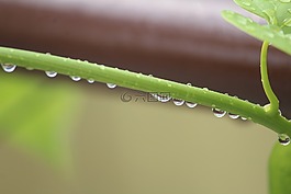 tinospora草,心脏叶moonseed,giloy